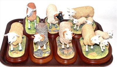 Lot 285 - Border Fine Arts Studio 'Sheep Breeds' figures comprising: 'Welsh Mountain Ram', model No....