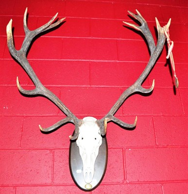 Lot 715 - Spanish red deer antlers on upper skull mounted on a shield; together with a set of cow horns (2)