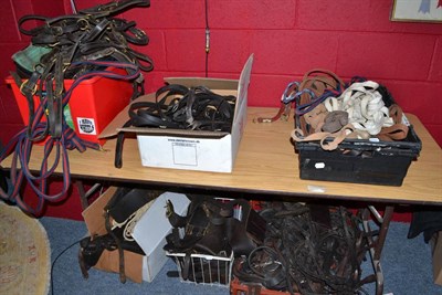 Lot 717 - Large quantity of assorted leather horse tack including bridles, holters, sursingles, lunge...