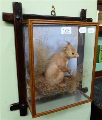 Lot 1224 - A taxidermy red squirrel by W Bazeley