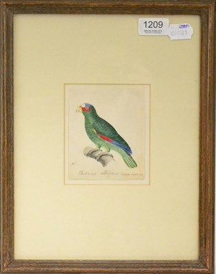 Lot 1209 - Heinrich Gottlieb Ludwig Reichenbach (1793-1879) German, ";Psittacus Albifrons";, Study of a...