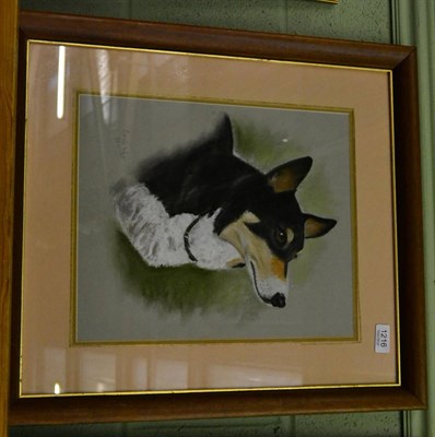 Lot 1216 - Ursula White, A head study of a corgi, signed and dated (19)92, pastel