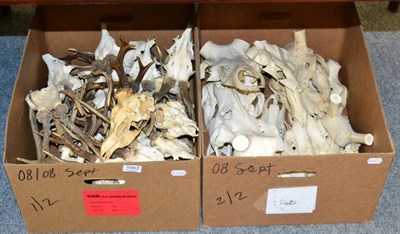 Lot 1063 - Antlers/Horns: Assorted European Deer Antlers, circa late 20th century, to include ten Red deer cut