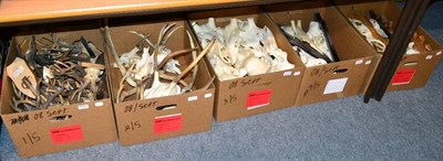 Lot 1064 - Antlers/Horns: A Collection of European Deer Antlers, twenty five sets of early 20th century...