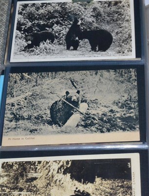 Lot 639 - Bears. An album housing over one hundred and twenty cards relating to the brown and black bear in a