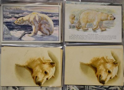 Lot 545 - Polar Bears. A collection of one hundred and nine in a maroon album, with many better