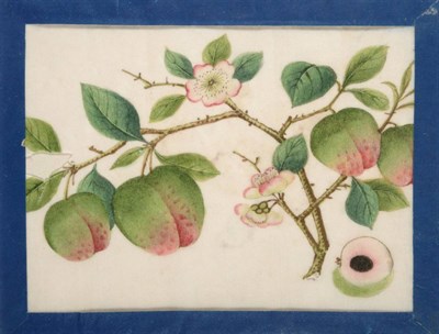 Lot 119 - A Set of Five Chinese Export Pith Paper Paintings, 19th century, painted with fruiting...