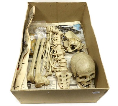 Lot 5178 - Human Skull And Part Skeleton skull has sprung lower jaw and removable top; other bones...