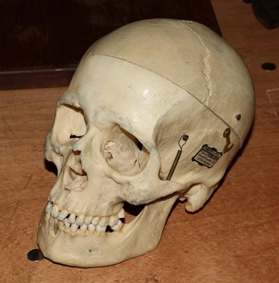 Lot 5179 - Human Skull with label to side 'Milliken & Lawley (Strand), with re moveable top and sprung jaw