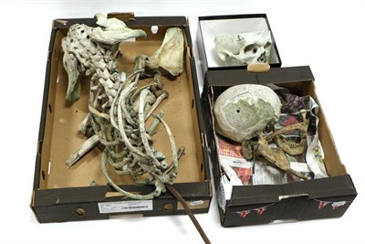 Lot 5181 - Part Human Skeleton with assembled spine and pelvis, two part skulls and other loose bones...