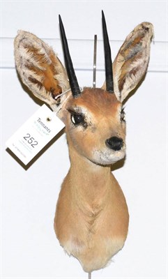 Lot 252 - Steenbok (Raphicerus campestris), shoulder mount turning slightly to the left, right horn...