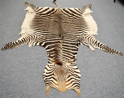 Lot 253 - Hartmann's Mountain Zebra (Equus zebra hartmannae), Namibia, skin, late 20th century, 315cm...