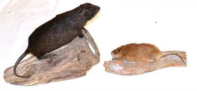 Lot 254 - Nutria (Myocastor coypus), full mount, mounted on a log, 49cm long including tail; and Coypu...