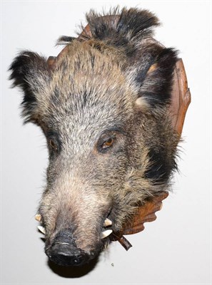 Lot 255 - Wild Boar (Sus scrofa), 20th century, head mount, on wood shield, 59cm from the wall