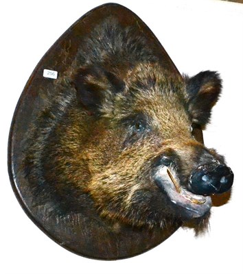 Lot 256 - Wild Boar (Sus scrofa), mid 20th century, head mount, 64cm from the wall, on shield