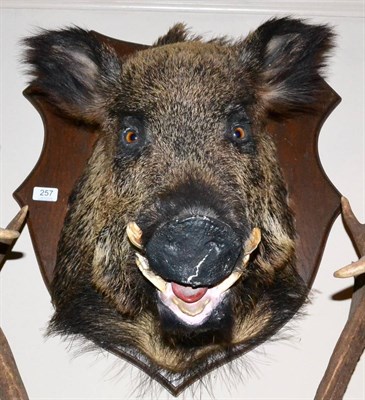 Lot 257 - Wild Boar (Sus scrofa), mid 20th century, head mount, 58cm from the wall, on shield