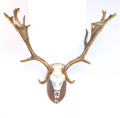 Lot 260 - Fallow Deer (Dama dama), antlers on upper skull (4)