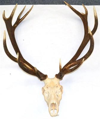 Lot 262 - Hungarian Red Deer (Cervus elaphus), late 20th century, antlers on upper skull, 14 points, 7+7)