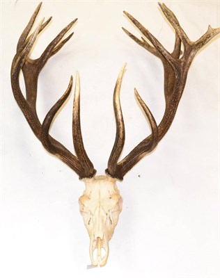 Lot 263 - Hungarian Red Deer (Cervus elaphus), late 20th century, antlers on associated upper skull, 19...