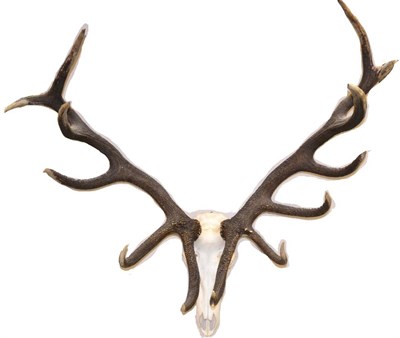 Lot 265 - Hungarian Red Deer (Cervus elaphus), late 20th century, textured antlers on upper skull, 14...