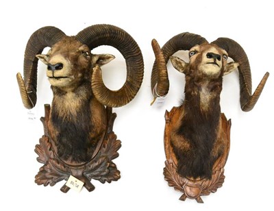 Lot 266 - Mouflon (Ovis orientalis orientalis), mid to late 20th century, two head mounts, on shields (2)