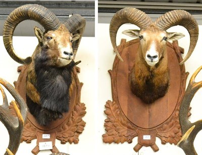 Lot 267 - Mouflon (Ovis orientalis orientalis), mid to late 20th century, two head mounts, on shields (2)