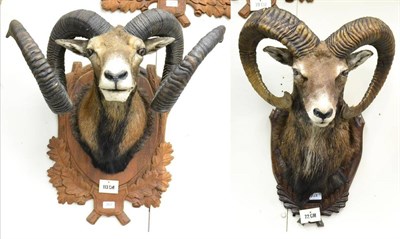 Lot 268 - Mouflon (Ovis orientalis orientalis), mid to late 20th century, two head mounts, on shields (2)