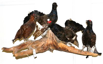 Lot 269 - European Blackcock, late 20th century, four full mounts, perched on section of rootwood, 93cm wide