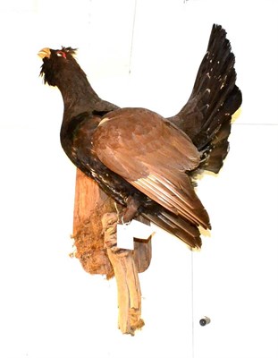 Lot 271 - European Cock Capercaillie (Tetrao urogallus), late 20th century, full mount, perched in...