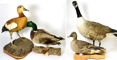 Lot 273 - Canada Goose, late 20th century, male, full mount, standing; Another (?), female duck at its...