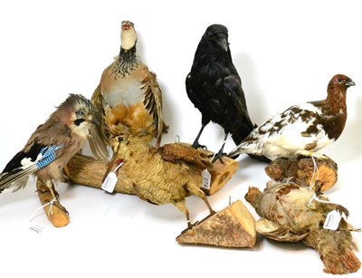 Lot 274 - A Group of Six Game and Other European Birds, including Partridge, Grouse, Jay and Snipe, all...