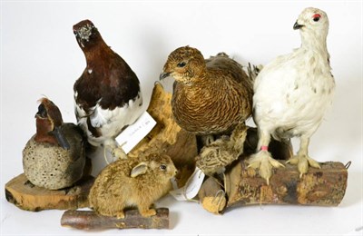 Lot 275 - Five Taxidermy Game and River Birds, including Teal and Grouse; and Baby Rabbit, full mount (6)