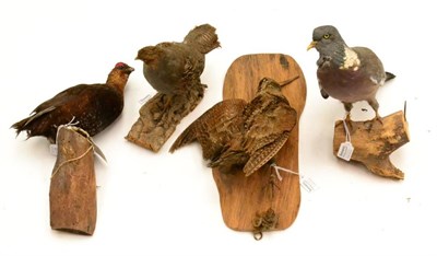 Lot 277 - Snipe (Gallinago gallinago), full mount, hanging by its feet from twine, on a wooden wall...