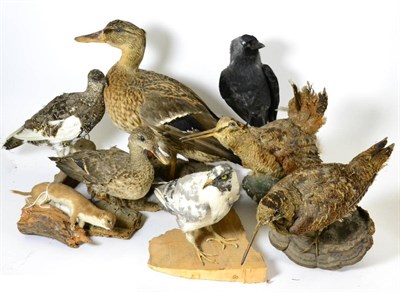 Lot 278 - Seven Assorted Birds and a Weasel, including Jackdaw, Snipe and female Mallard