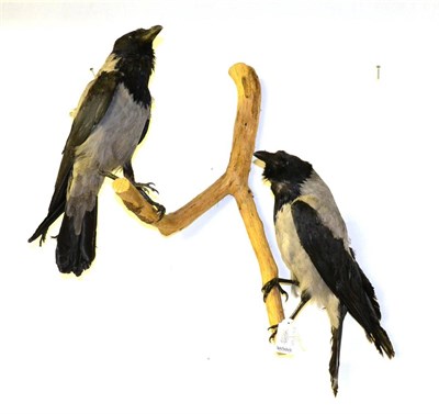 Lot 279 - Hooded Crows (Corvus cornix), two full mounts, perched on a twig