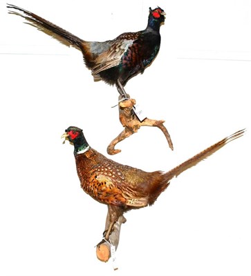 Lot 281 - Two Cock Pheasants, full mounts, perched on shaped branches