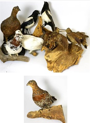 Lot 282 - European Capercailie (Tetrao urogallus), female, full mount, perched on shaped wood section;...