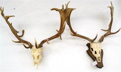 Lot 283 - Fallow Deer (Dama dama), antlers on upper skulls, one on oak shield, two examples with Budapest...