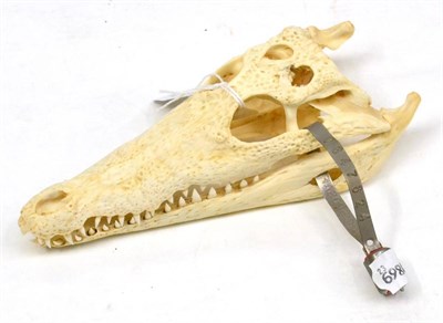 Lot 285 - Nile Crocodile (Crocodylus niloticus), small skull, 22cm long, with import tag 0647624  With...