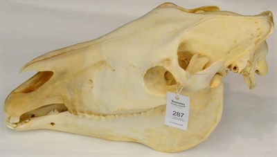 Lot 287 - Burchell's Zebra (Equus quagga), 20th century skull 55cm long aprox