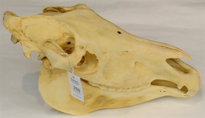 Lot 288 - Burchell's Zebra (Equus quagga), 20th century skull 53cm long aprox