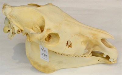 Lot 289 - Burchell's Zebra (Equus quagga), 20th century skull 55cm long aprox