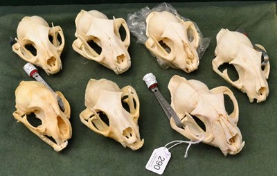 Lot 290 - Caracal (Caracal caracal), seven skulls, all with lower jaws (bar one), approx 13cm and 14cm long