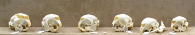 Lot 291 - South African Porcupine (Hystrix africaeaustralis), six skulls, four with lower jaws, the...