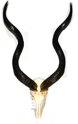 Lot 292 - Kudu (Tragelaphus strepsiceros), horns on upper skull, right horn 84cm, left horn 84cm...