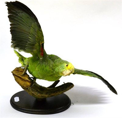 Lot 293 - Yellow-Fronted Amazon Parrot (Amazona ocrocephala ocrocephala), full mount, perched on cut...