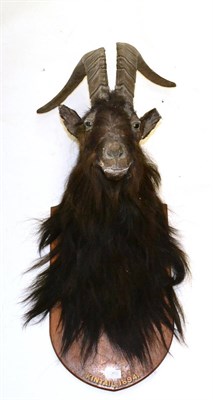 Lot 295 - Wild Scottish Goat, Kintail 1894, shoulder mount, on original shield with inscription