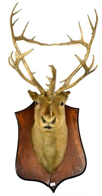 Lot 296 - Caribou (Rangifer tarandus), circa 1890, head mount, on attractively figured wood shaped shield...