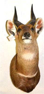 Lot 297 - Bushbuck (Tragelaphus scriptus), circa 2003, shoulder mount, turning to the right, 57cm from...