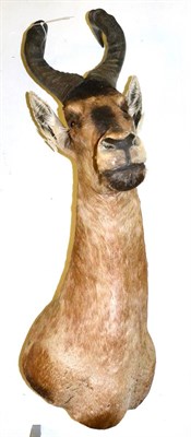 Lot 298 - Red Hartebeest (Alcelaphus caama), circa 2003, shoulder mount, turning to the right, 72cm from...